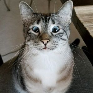 Meet your Posher, Bailey